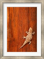 Tokay Gecko lizard, Striated Wood, Africa Fine Art Print