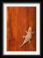 Tokay Gecko lizard, Striated Wood, Africa Fine Art Print