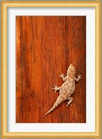 Tokay Gecko lizard, Striated Wood, Africa Fine Art Print