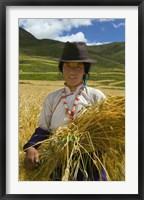 Tibetan Farmer Harvesting Barley, East Himalayas, Tibet, China Fine Art Print