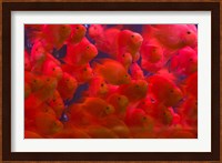 Swarms of gold fish, Shanghai, China Fine Art Print