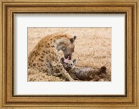 Tanzania, Ngorongoro Conservation Area, Spotted hyena Fine Art Print