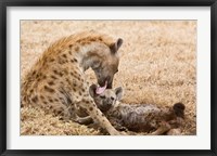 Tanzania, Ngorongoro Conservation Area, Spotted hyena Fine Art Print