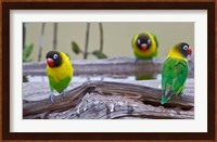Tanzania. Yellow-collared Lovebirds, Tarangire NP Fine Art Print