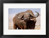 Tanzania, Ngorongoro Crater. African Buffalo wildlife Fine Art Print