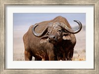 Tanzania, Ngorongoro Crater. African Buffalo wildlife Fine Art Print