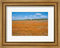 Field of Spring flowers, South Africa Fine Art Print