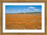 Field of Spring flowers, South Africa Fine Art Print