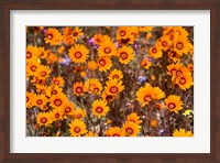 Orange Spring flowers, Namaqualand, South Africa Fine Art Print