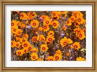 Orange Spring flowers, Namaqualand, South Africa Fine Art Print