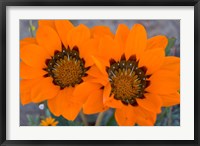 Two orange Spring flowers, South Africa Fine Art Print