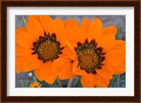 Two orange Spring flowers, South Africa Fine Art Print