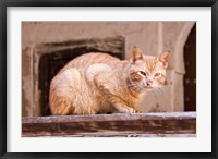 Stray Cat in Fes Medina, Morocco Fine Art Print