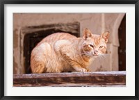 Stray Cat in Fes Medina, Morocco Fine Art Print