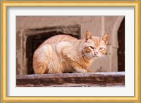 Stray Cat in Fes Medina, Morocco Fine Art Print