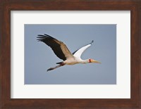 Tanzania, bird. Yellow-billed Stork, Manyara NP Fine Art Print
