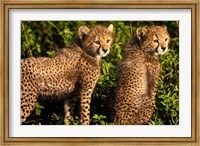 Tanzania, Ndutu, Ngorongoro, Cheetahs Fine Art Print