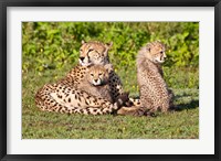 Tanzania, Ngorongoro Conservation, Cheetahs Fine Art Print