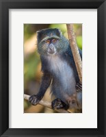 Tanzania. Blue Monkey, Manyara NP Fine Art Print