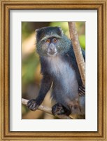 Tanzania. Blue Monkey, Manyara NP Fine Art Print