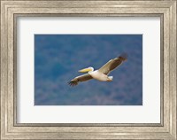 Tanzania. Great White Pelican, bird, Manyara NP Fine Art Print