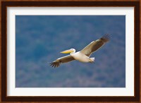 Tanzania. Great White Pelican, bird, Manyara NP Fine Art Print
