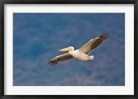 Tanzania. Great White Pelican, bird, Manyara NP Fine Art Print