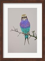 Lilac-breasted Roller Bird pirched on a twig Fine Art Print