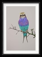 Lilac-breasted Roller Bird pirched on a twig Fine Art Print