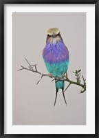 Lilac-breasted Roller Bird pirched on a twig Fine Art Print