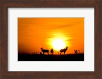 Topi wildlife, Masai Mara GR, Kenya Fine Art Print