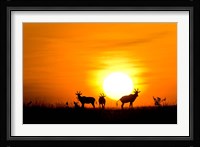 Topi wildlife, Masai Mara GR, Kenya Fine Art Print