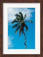 Tanzania: Zanzibar, curly-que trunk of palm tree inland Fine Art Print