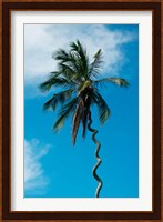 Tanzania: Zanzibar, curly-que trunk of palm tree inland Fine Art Print