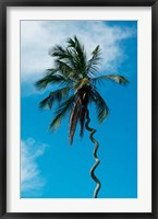 Tanzania: Zanzibar, curly-que trunk of palm tree inland Fine Art Print