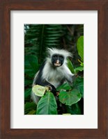 Tanzania: Zanzibar, Jozani NP, red colobus monkey Fine Art Print