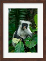 Tanzania: Zanzibar, Jozani NP, red colobus monkey Fine Art Print