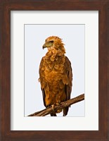 Tawny Eagle on branch above the Maasai Mara Kenya Fine Art Print