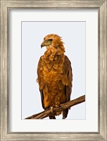 Tawny Eagle on branch above the Maasai Mara Kenya Fine Art Print