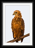 Tawny Eagle on branch above the Maasai Mara Kenya Fine Art Print