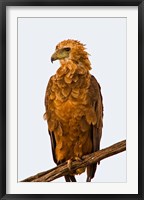 Tawny Eagle on branch above the Maasai Mara Kenya Fine Art Print