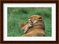 Tanzania, Ngorongoro Crater. African lion family Fine Art Print