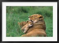 Tanzania, Ngorongoro Crater. African lion family Fine Art Print