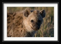 Spotted Hyaena, Masai Mara National Reserve, Kenya Fine Art Print