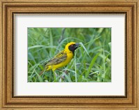 Spottedbacked Weaver bird, Imfolozi, South Africa Fine Art Print