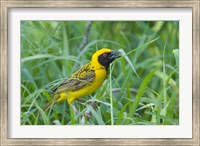 Spottedbacked Weaver bird, Imfolozi, South Africa Fine Art Print