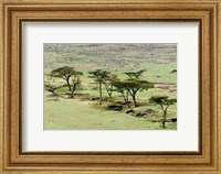 The Bush, Maasai Mara National Reserve, Kenya Fine Art Print