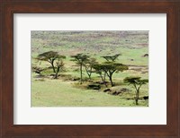 The Bush, Maasai Mara National Reserve, Kenya Fine Art Print