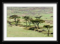 The Bush, Maasai Mara National Reserve, Kenya Fine Art Print