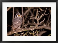 Spotted Eagle Owl, Mpumalanga, South Africa Fine Art Print